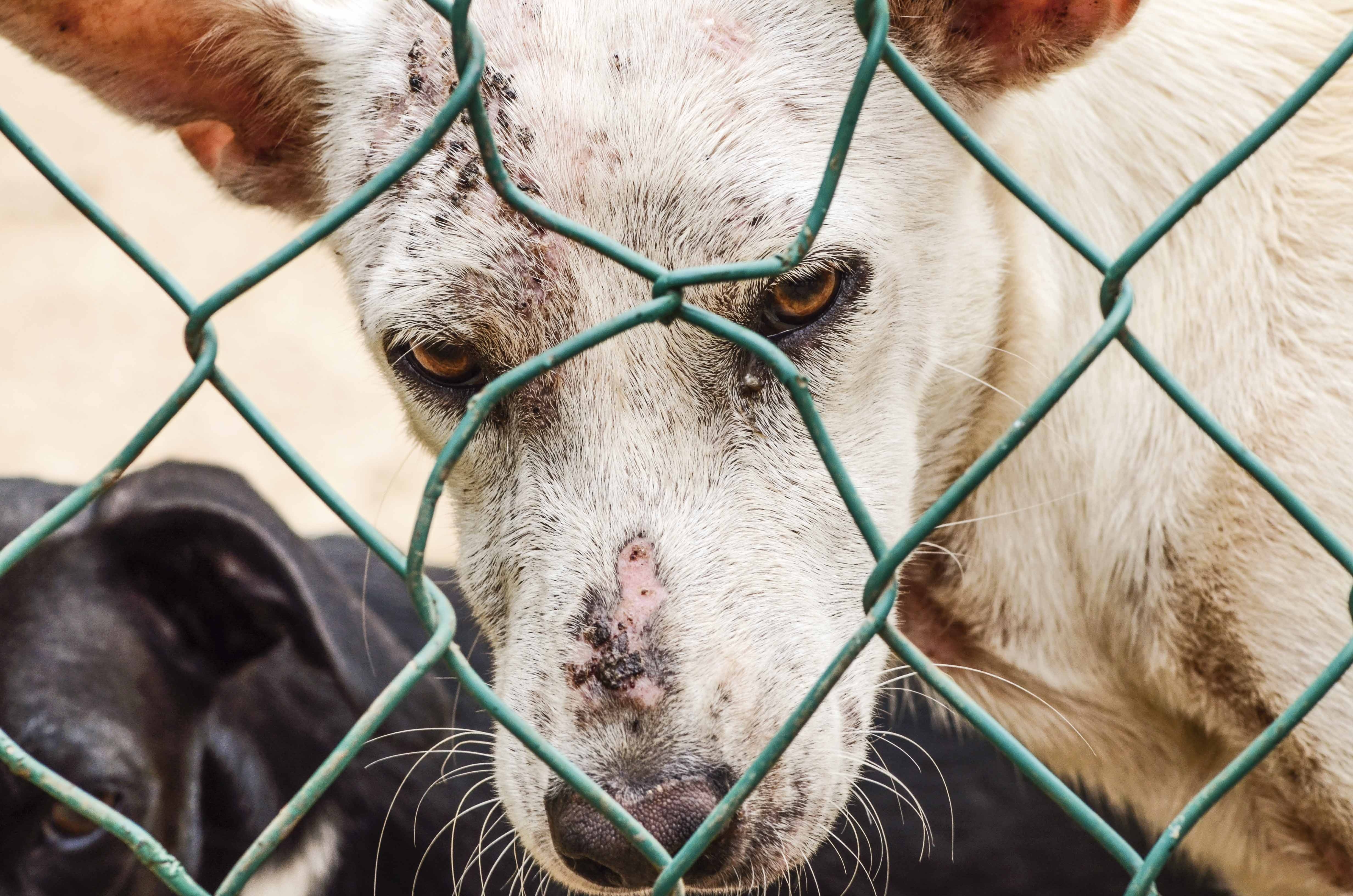 Maltrato animal en México
